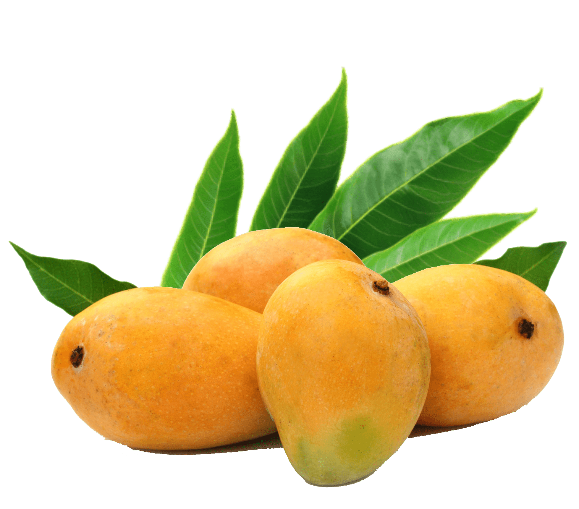 Kesar |mango | Trishiva Trixem