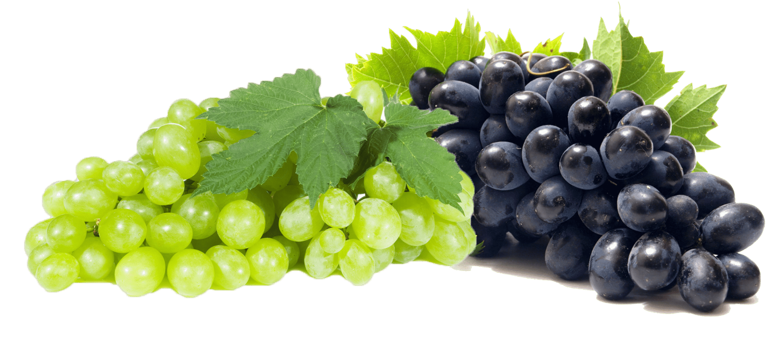 Grapes - Trishiva exim